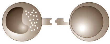 KIR and HLA ligands Database